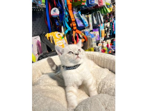 Show Boy Show Kalite British Shorthair Erkek