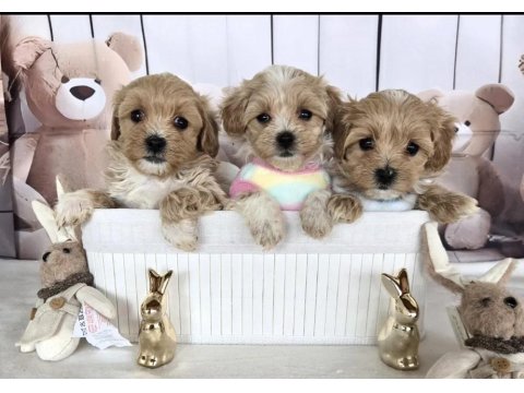 A Kalite Poodle Ayarında Maltipoo Yavrularımız