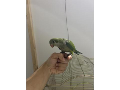1.5 Aylık Full Evcil Oyuncu Ele Gelen Monk Papağanı