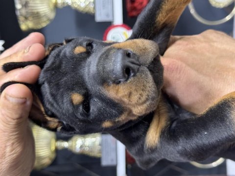 European Doberman Yavrular