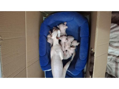 1 Aylık Sfenks Yavrular