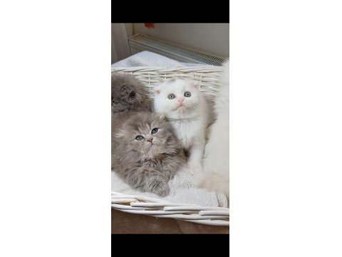 Longhair Poncik Bebek Kedilerimiz