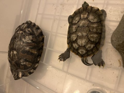 2 Yaşındaki Kırmızı Yanak Kaplumbağalar