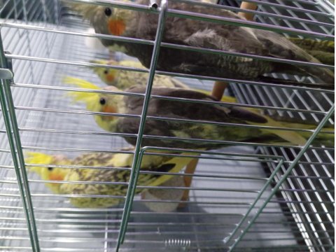 Yavru Sultan Papağanımız