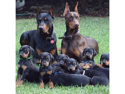 Eğitimli Doberman Yavruları Çiftlikten