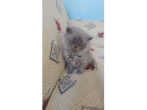 Oyuncu Uysal Yumak Kedimiz Yeni Yuvasını Arıyor