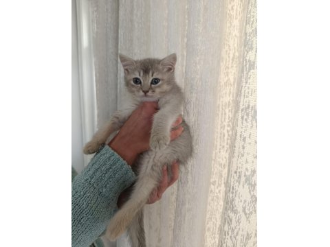 3 Yakışıklı British Shorthair Yavrumuz Oyuncu Ve Sevgi Dolular