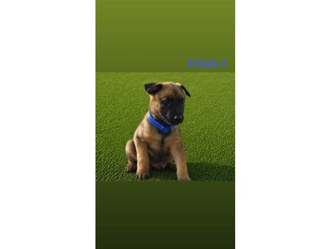 Şampiyon Malinois Yavruları Sağlık Ve Irk Garantili