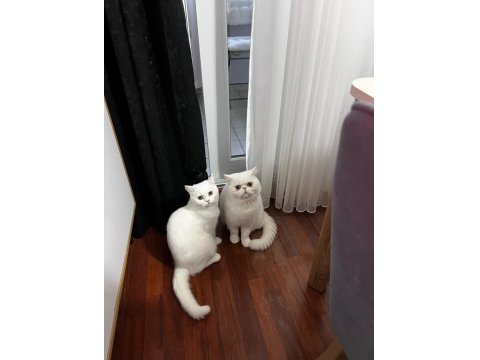 Anne British Shorthair, Baba Exotic Shorthair