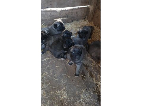 Orjinal Kangal Yavruları Sivastan
