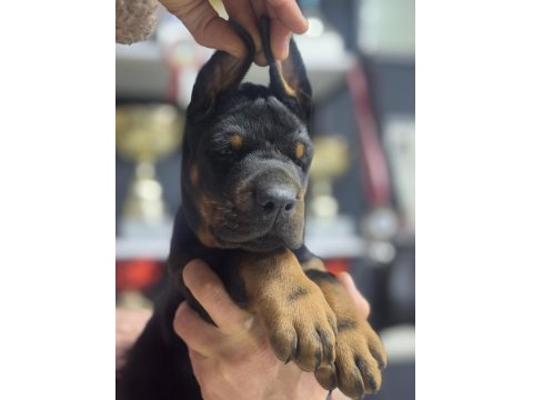 Avrupa’nın En İri European Doberman Yavruları