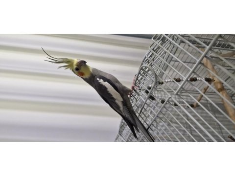 Sultan Papağanı Takım