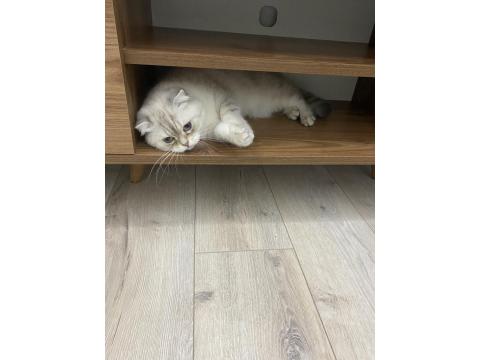 Scottish Straight Kedimiz