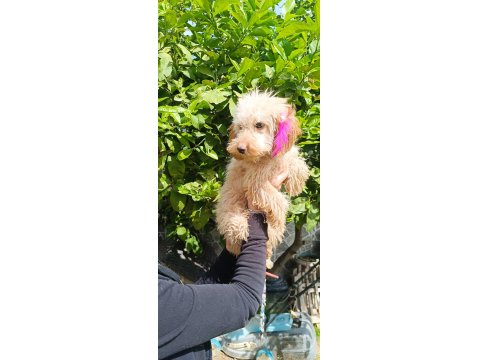 5 Aylık Tüm Aşıları Tam Maltipoo