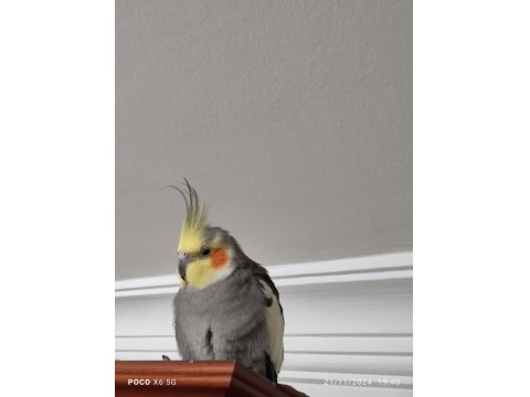 Ev Bakımlı Temiz Eş Kuşlar