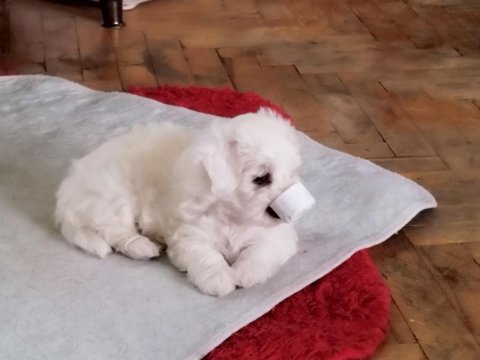 Maltese Terrier 3 Dişi Ve 1 Erkek Birbirinden Tatlı Yavrular