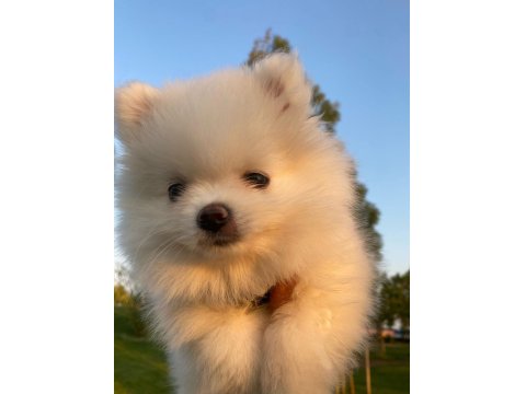 3 Aylık Dişi Pomeranian Teacup