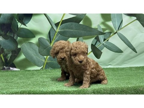 Toy Poodle Yavru