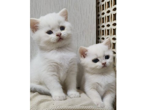 Scottish Straight Golden Point Erkek Kardeşler