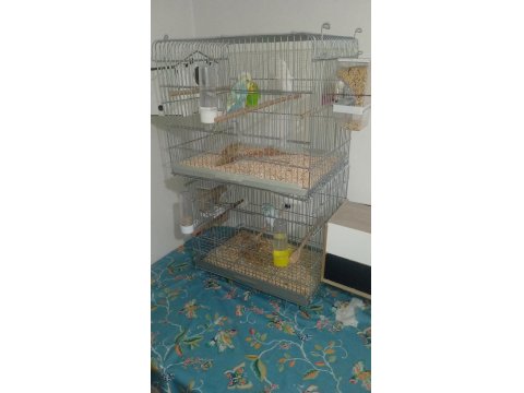 Slm Bir Çift Yerli Takım Muhabbet Kuşum Satılıktır