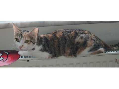 Kızımda Alerji Çıktı O Yüzden Kedimi Vermek Zorundayım