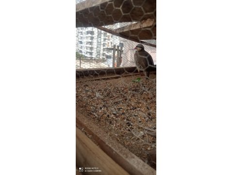 1 Yaşında Erkek Keklik