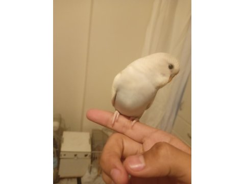 Muhabbet Kuşu Yavrularımız