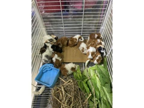 Çok Tatlı Rengarenk Ginepigler Adana Kobay