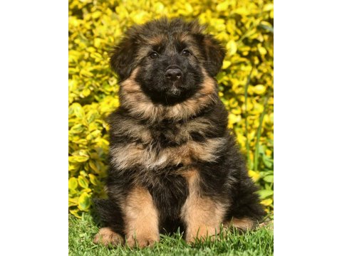 Alman Çoban Köpeği Yavrularımız