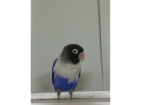 Hazır Eş Mutasyon Sevda Papağanı Takım