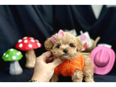 Küçük Boy Minik Maltipoo Bebekler