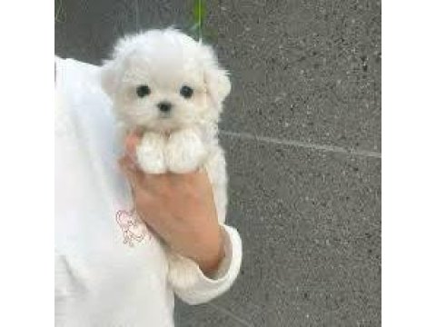 Maltese Terrier Ev Doğumlu Sıfır Numara