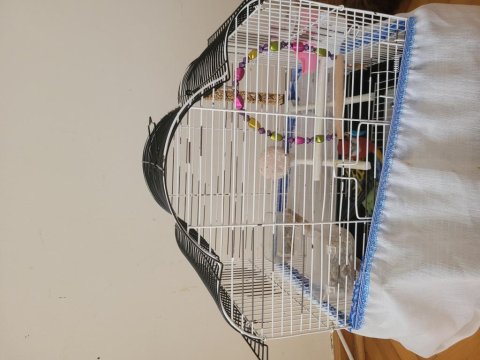 Acil Satılık Rozella Papağanı