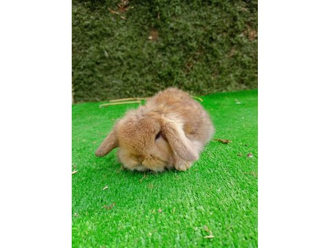 Hollanda Teddy Lop Tavşan Yavru