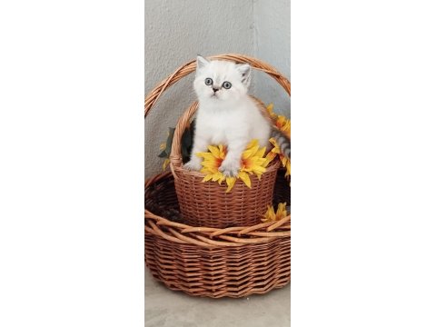 Muhteşem Silver Point British Shorthair