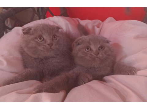 A Kalite Dişi Scottish Fold 2 Aylık