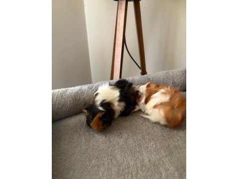 Yeni Guinea Pig Yavrularımıza Aile Olmak İster Misiniz?