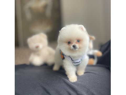 Ayı Surat Pomeranian Boo Köpek Yavruları