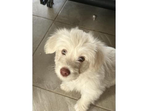 Maltipo Kırması 3 Aylık Erkek Köpek