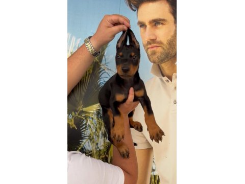 Irk Ve Sağlık Garantili Doberman Yavrular