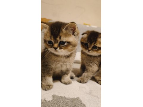 Güzeller Güzeli Scottish Foldlar