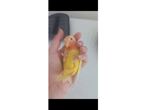 Evcil Isırmayan Sevda Papağanı Yavrusu