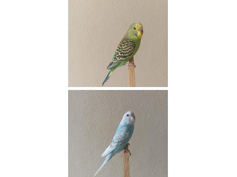 Yeni Yeme Düşmüş Uysal Renk Güzeli Yavru Muhabbet Kuşlar