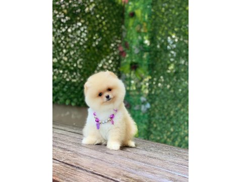 Orjinal Ayıcık Surat Dişi Pomeranian Boo