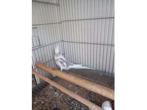 Yeni Yeme Düşen Sultan Papağanlar