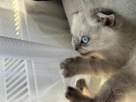 Siyam Mavi Gözlülerimiz Yeni Sahiplerini Arıyor