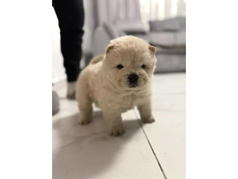 Mükemmel Chow Chow (Çin Aslanı) Yavrularımız
