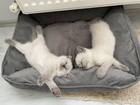 Bluepoint Yavru Kediler 1,5 Aylık