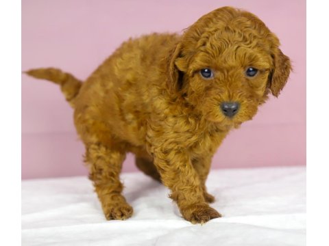 Mükemmel Güzellikte Poodle Bebeğim