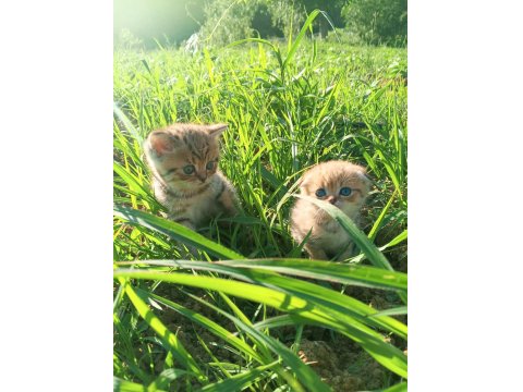 British Shorthair Yavru Kedisi